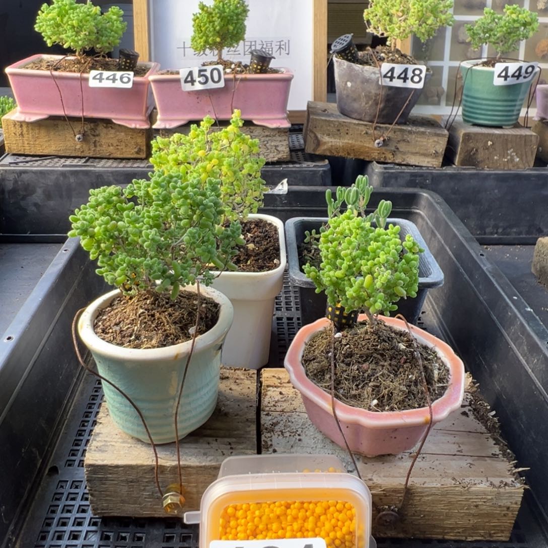 枝干番杏多肉植物461乐