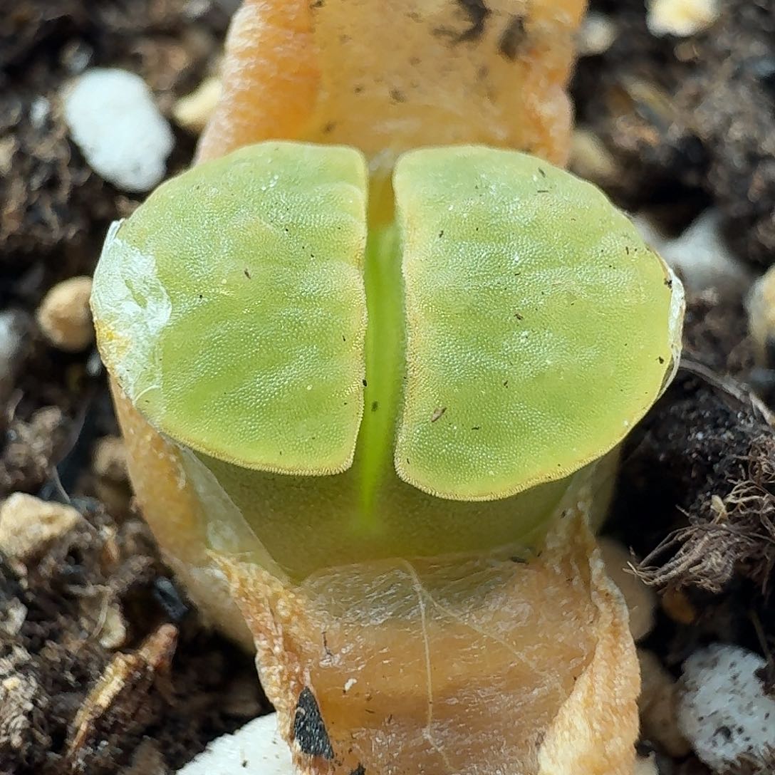 老马生石花磁铁2057