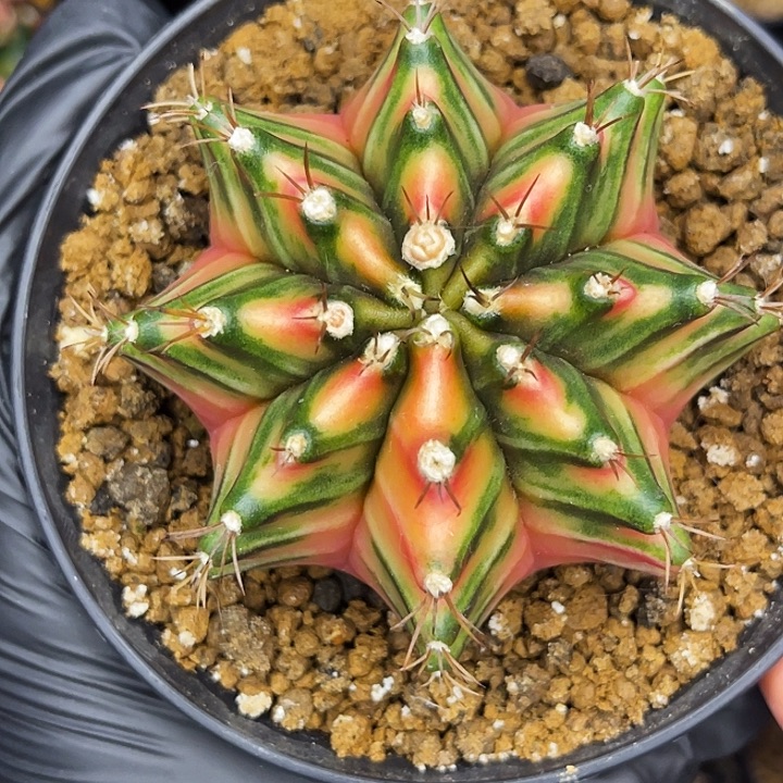 大漂亮球 一物一拍