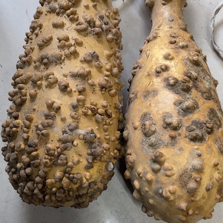 刘***葫芦…………………………….