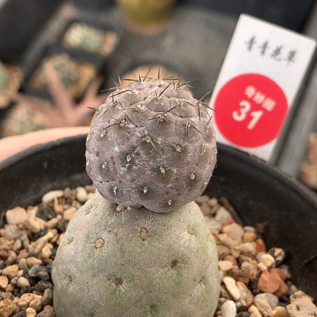 萝卜根双头习志野3.6cm