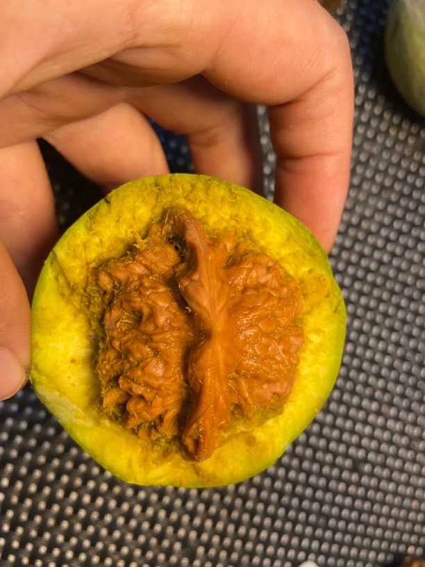 麒麟纹官帽 青皮打开不退不换