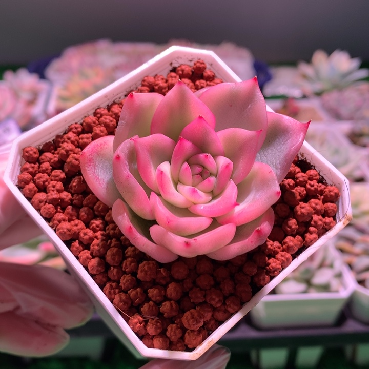 弗洛瑞安娜，锦哥多肉