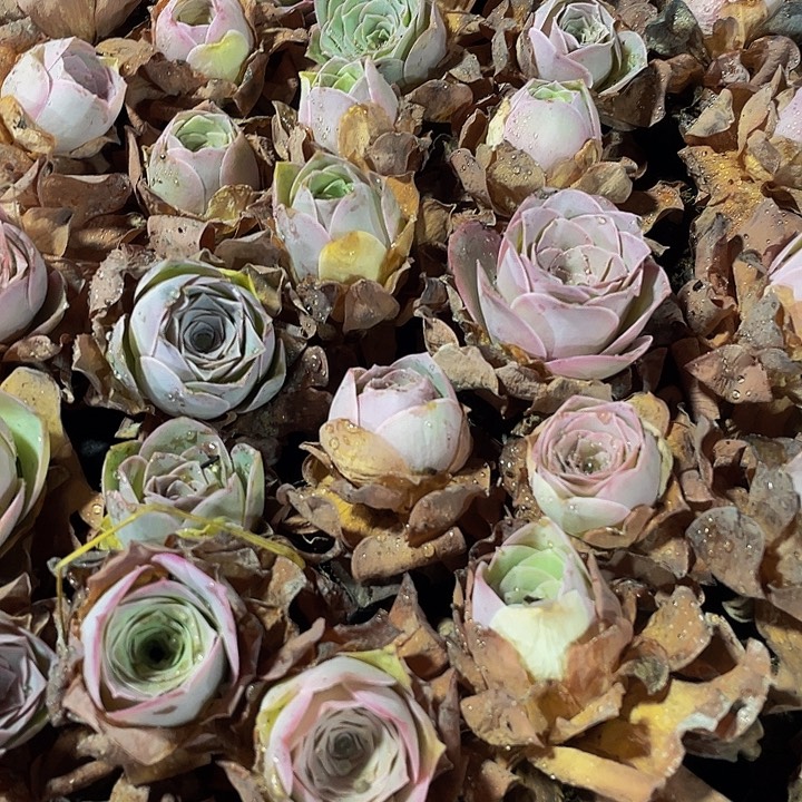 粉怕小玫瑰1元带土发货