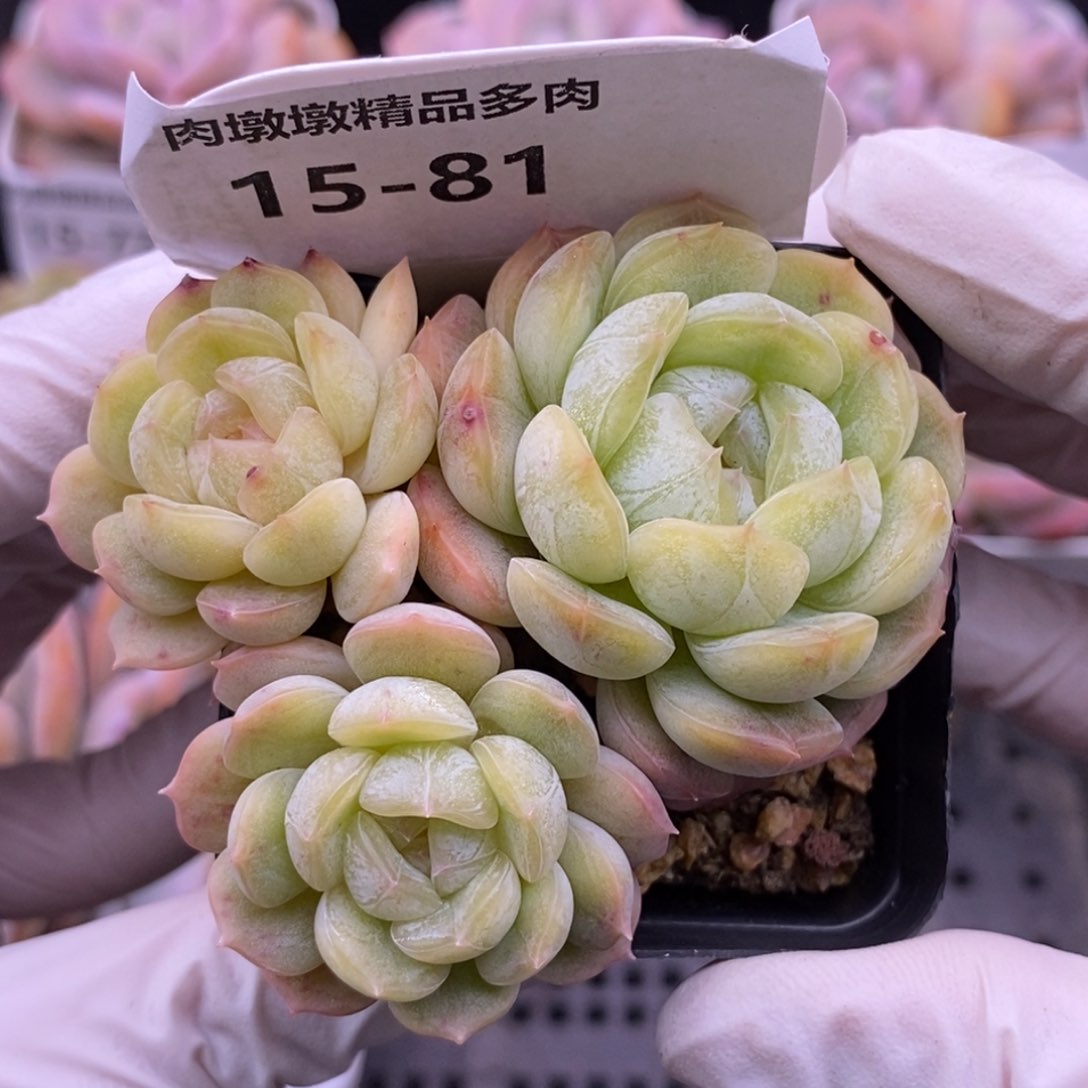 【闪购商品】15-81