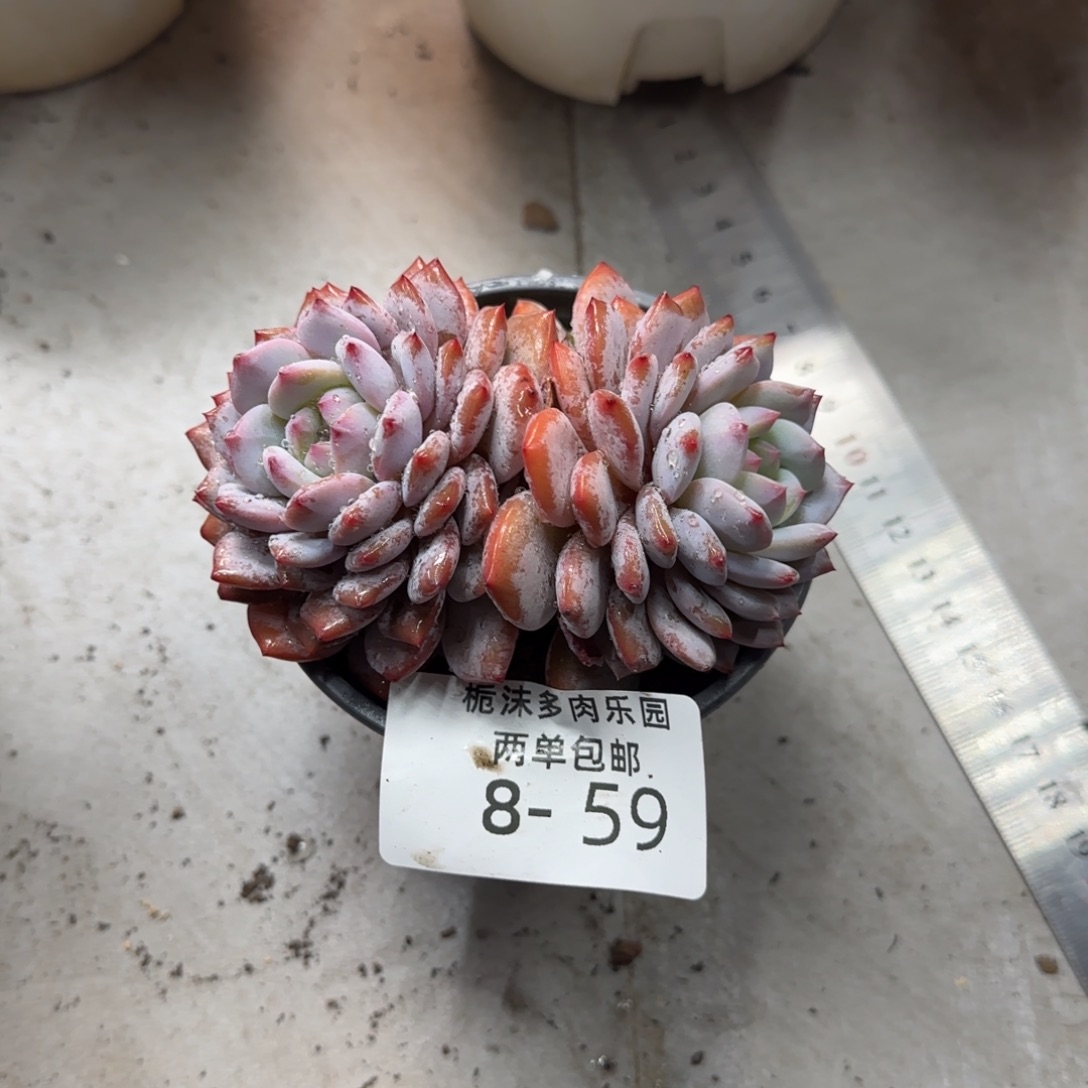 8-59星星橙多肉植物