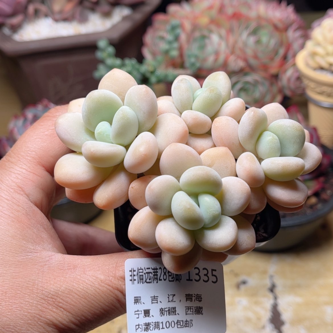 【闪购商品】1335洛神