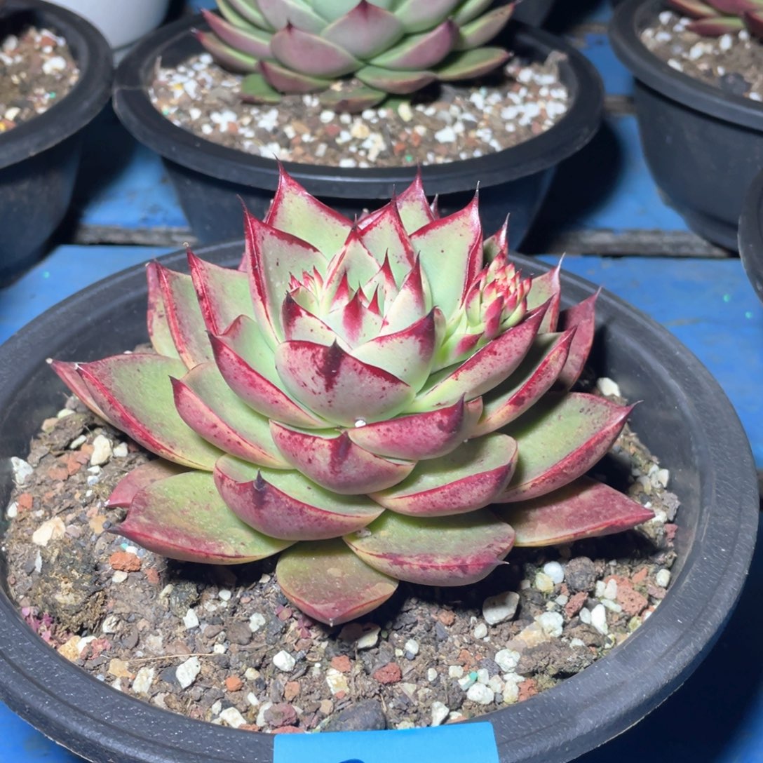 多肉植物多肉植物
