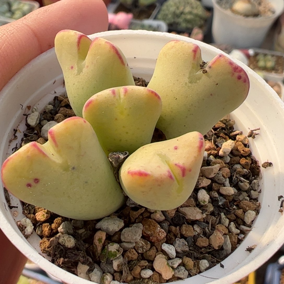 662多肉植物组合