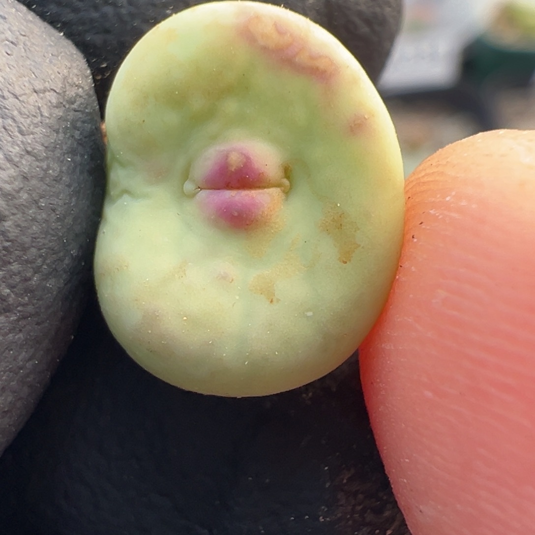 347号开播福利。     