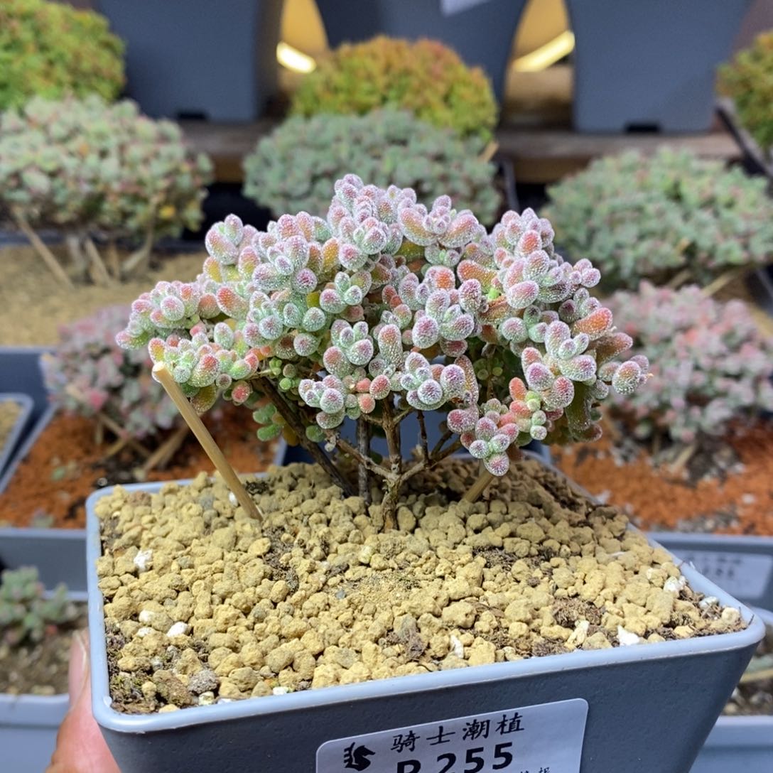 255实生优选冰晶枝干