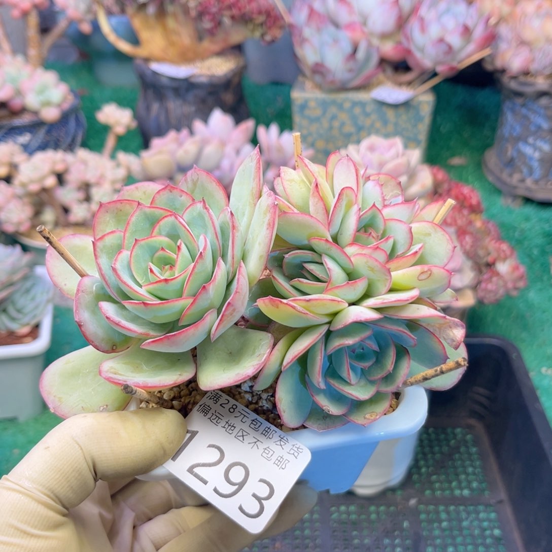 大1293。v zv x b c b b n