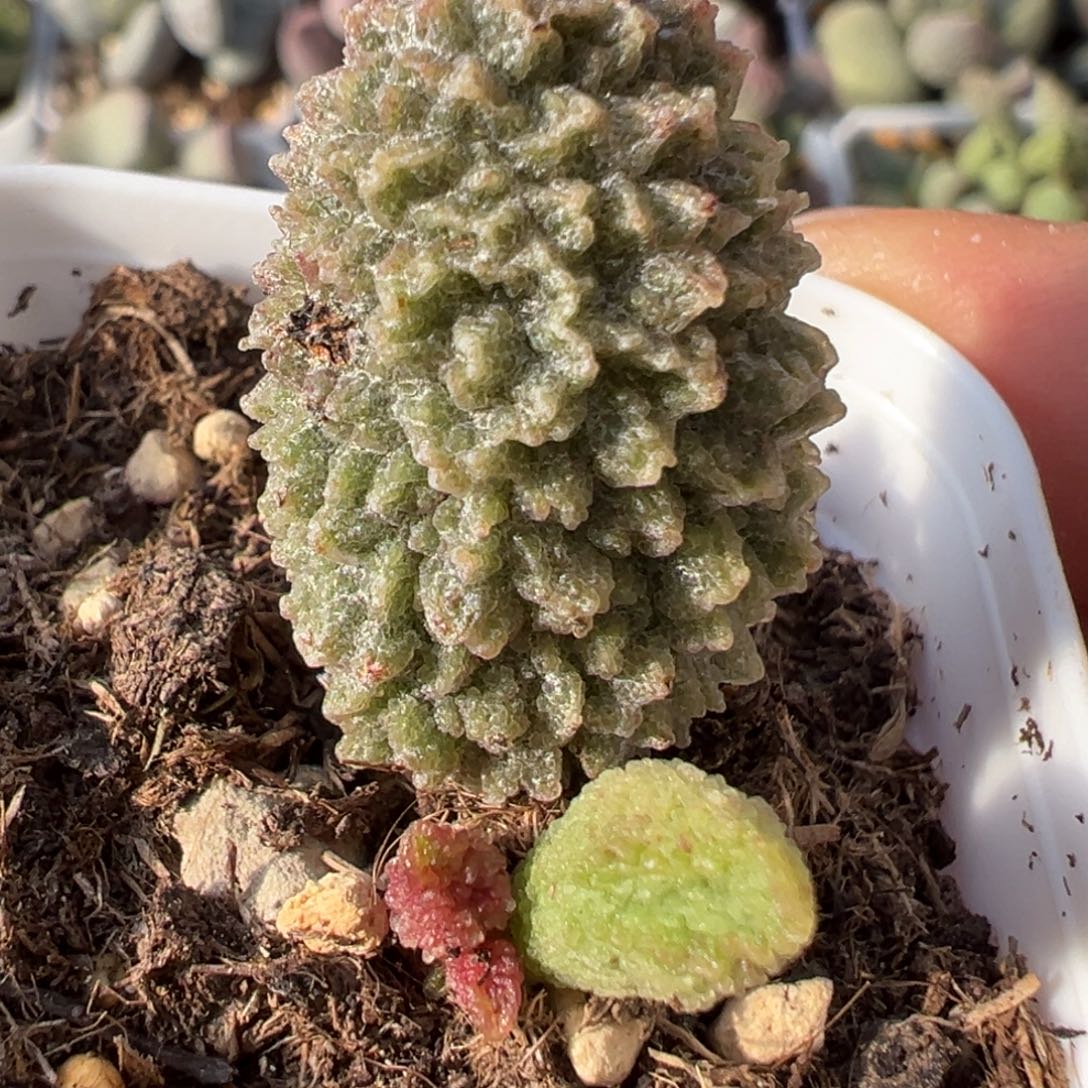 爆炸刺款新品有疤特价