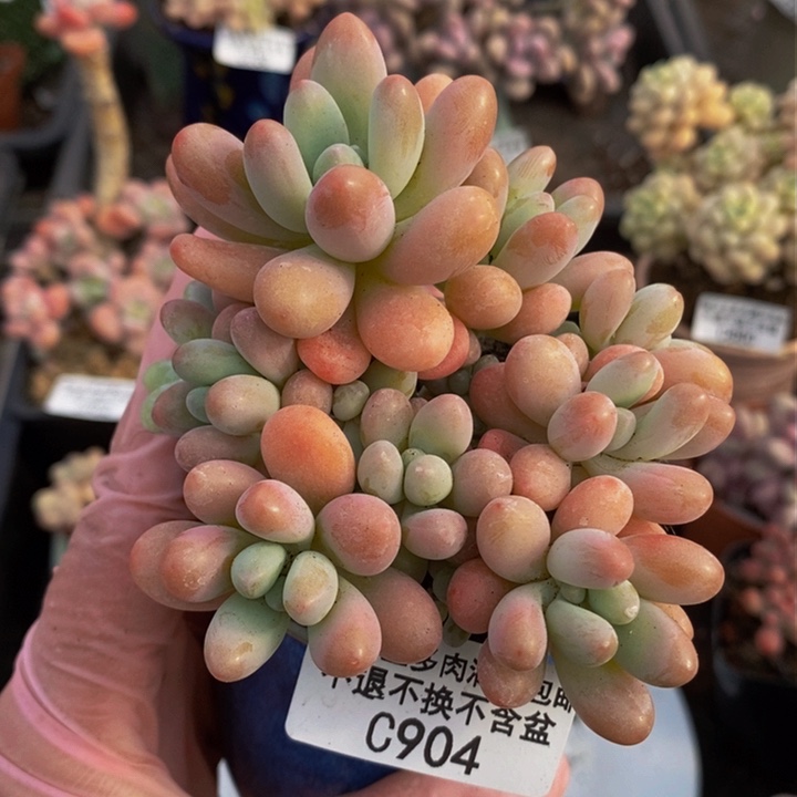 派大星8cm904多肉植物