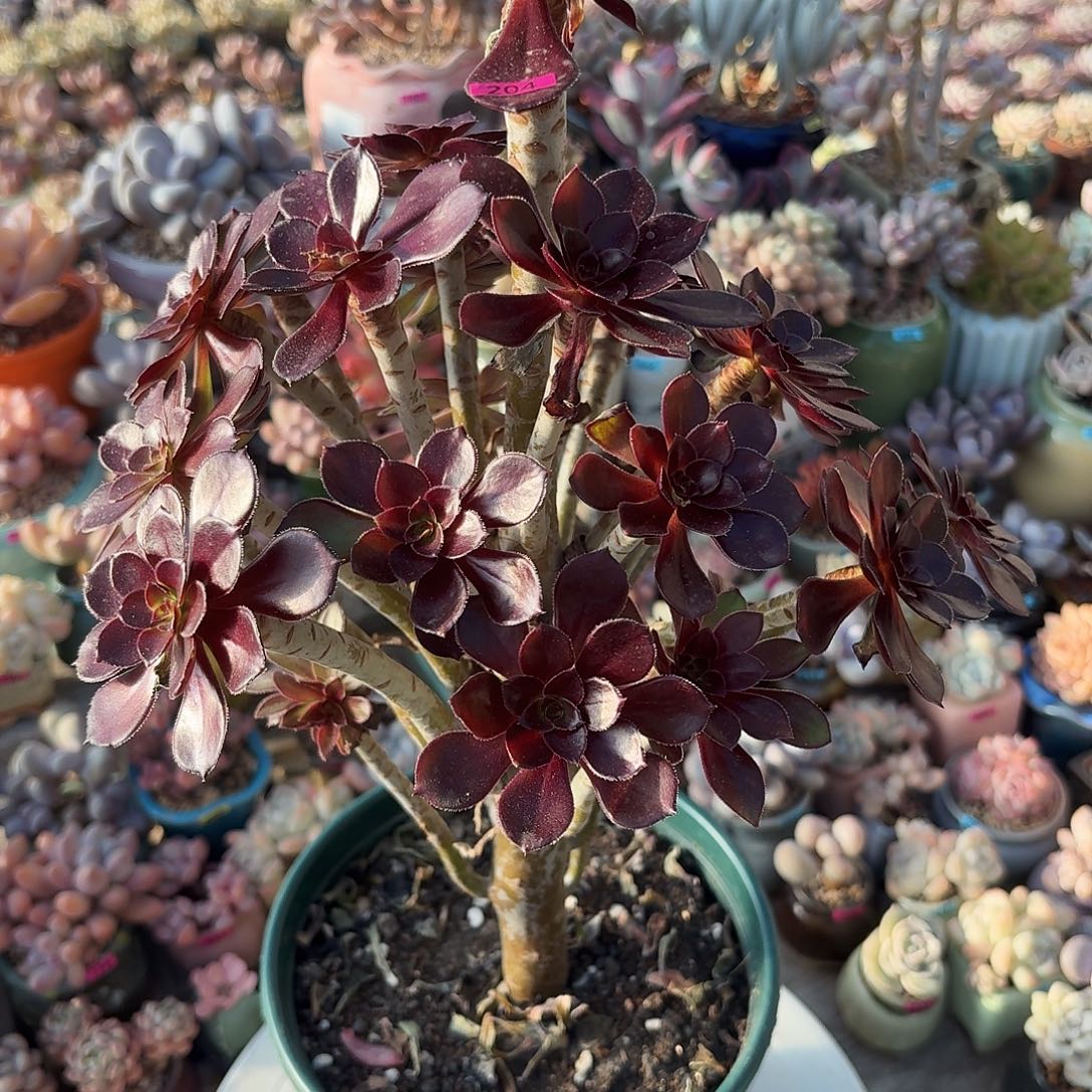 哦***宝一物一拍编号204 脱土发货