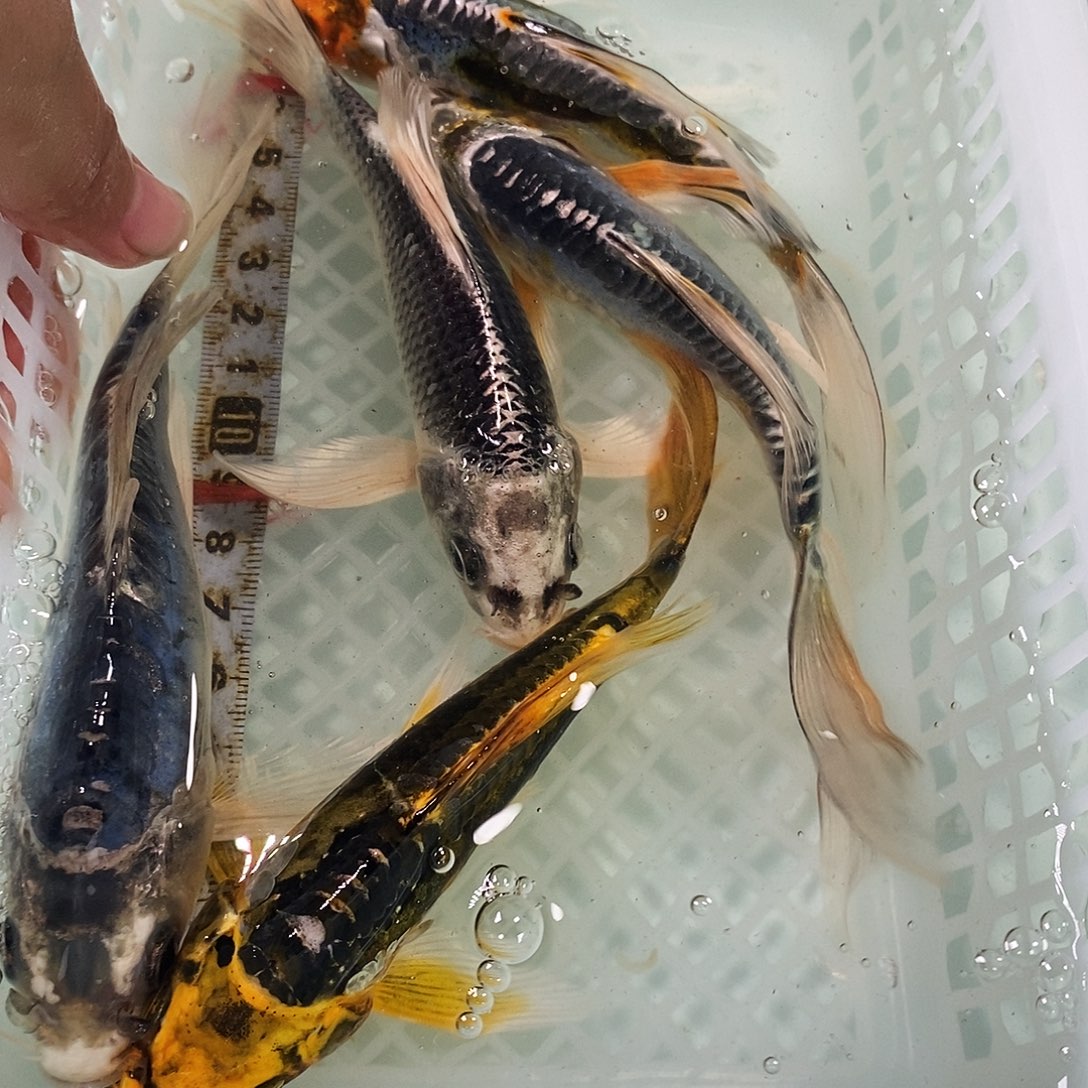 锦鲤冷水锦鲤包邮