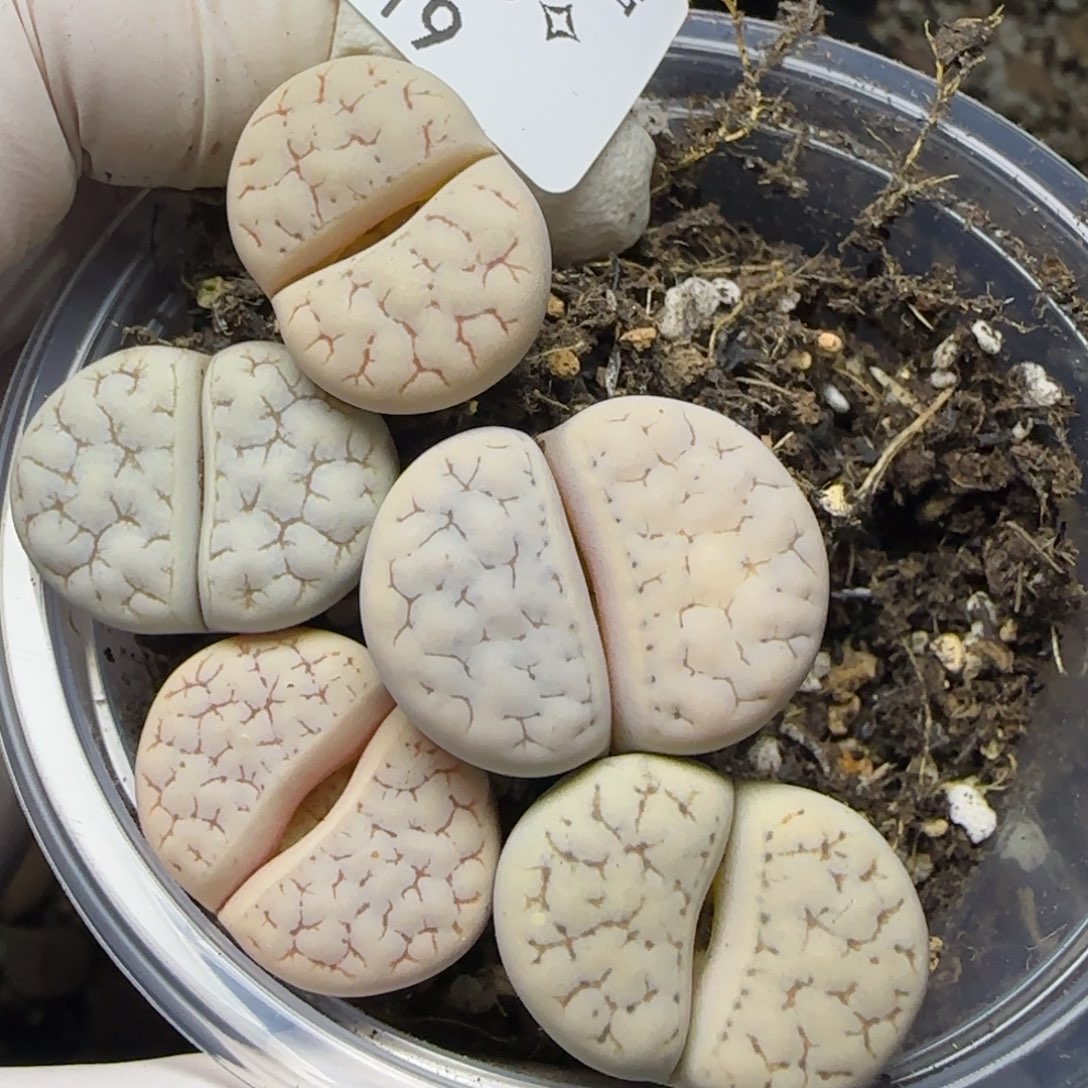 0519。默认脱土。18包邮。偏远88包邮