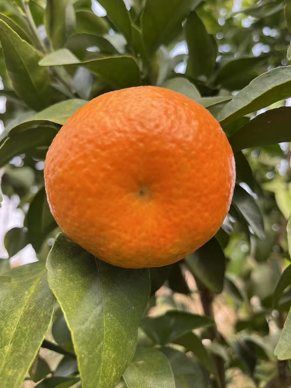 新鲜砂糖橘现摘清甜多汁原产地果农直发水果