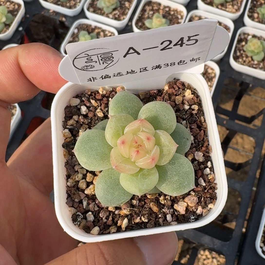 一***禾245云慢花坊一物一拍