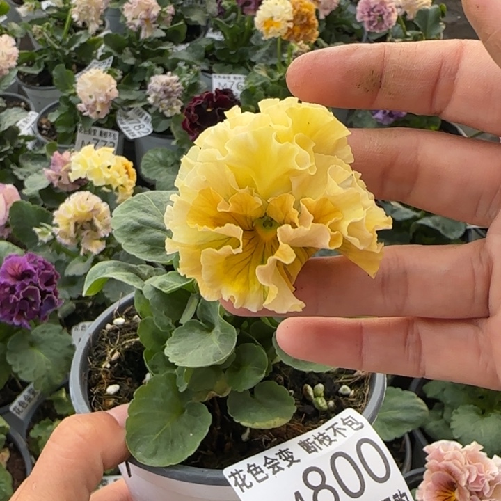 无花朵M800小苗苗晃零下5勿拍