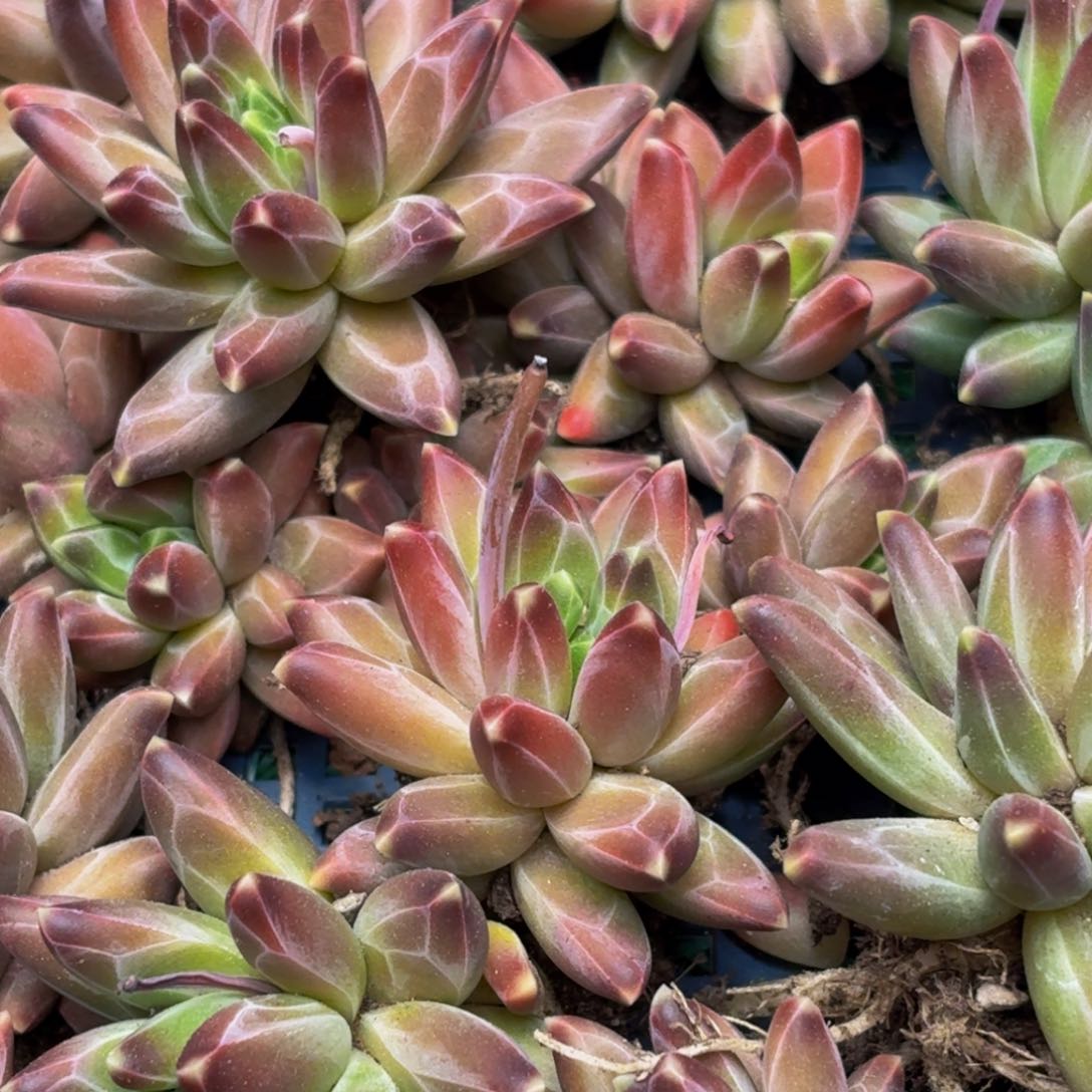 6颗美女必备美人多肉植物