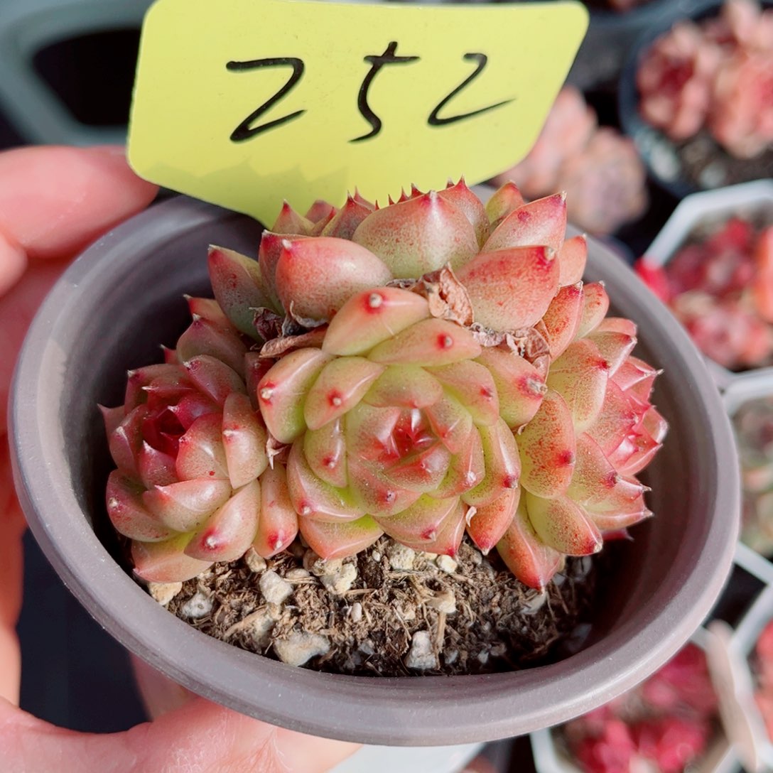 252号小老桩珍妮群