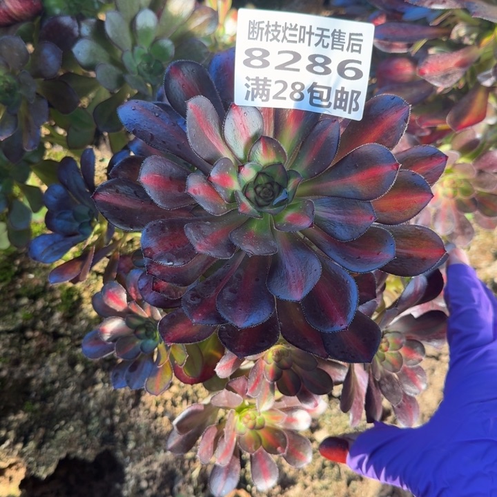 8286二号棚晚霞多肉H