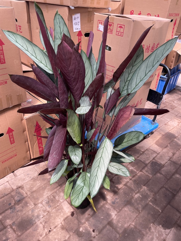 超大盆老飞羽盆栽 延