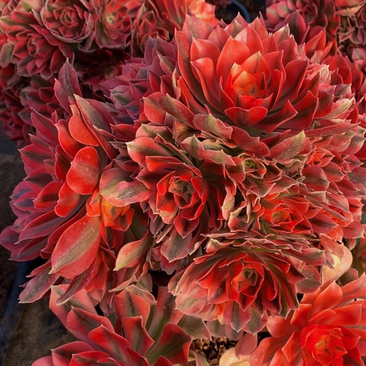 粉女巫一颗超大颗