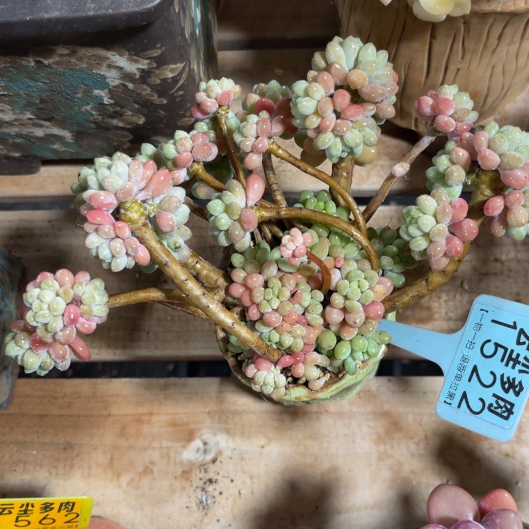 云尘多肉一物一拍不含盆1522