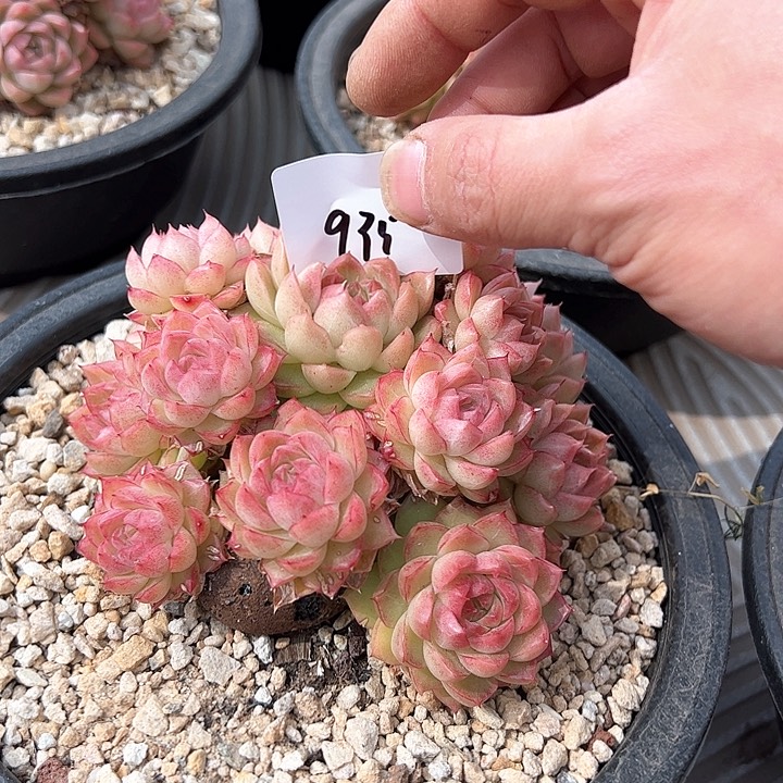 A****g935///////////////