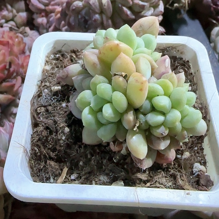青蛙王子儿童牙膏111