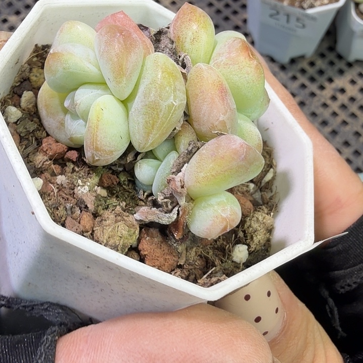 216 号到手1框江北多肉