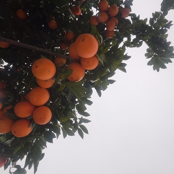 脐橙正宗赣南脐橙，信丰县果园直发