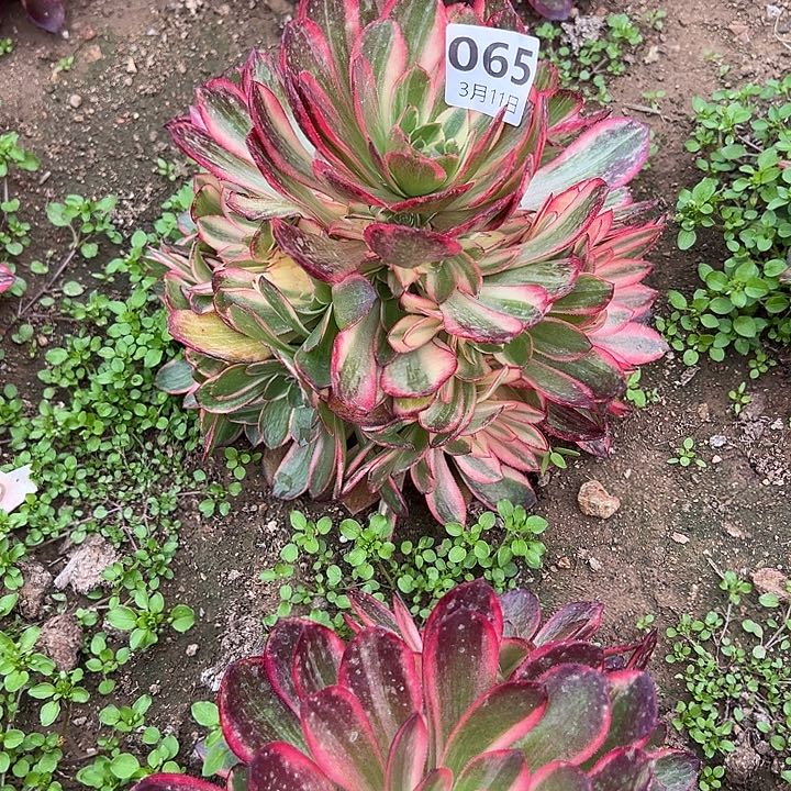 3.11-65黑膜锦多肉2