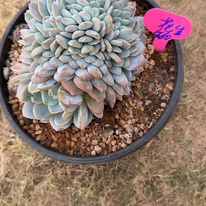 无花朵好**生一物一拍星影缀化