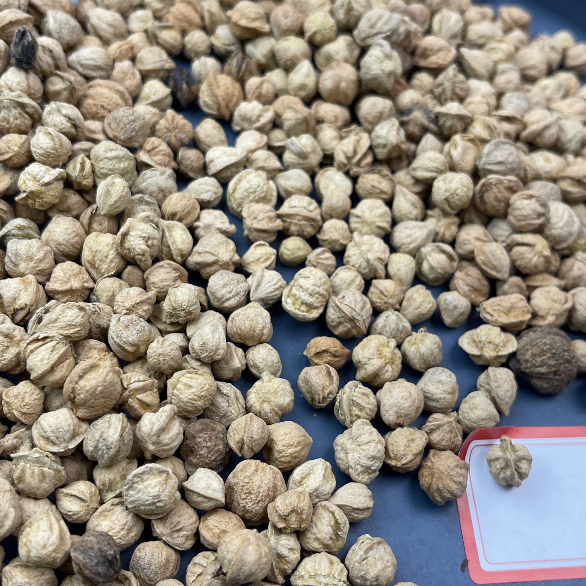 895克柏香籽散籽GS023