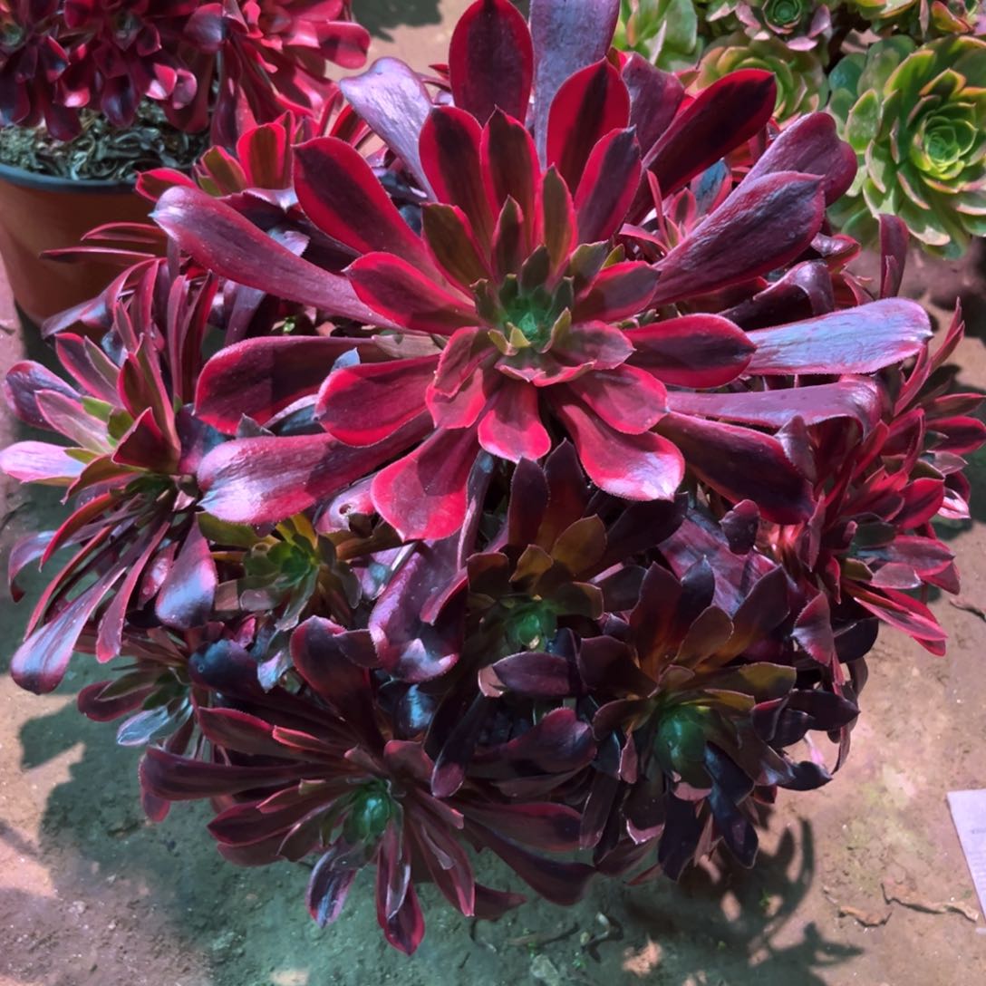 多肉植物金丝雀817