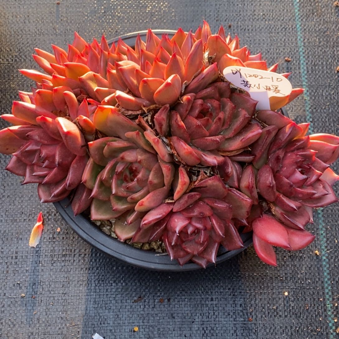 富士东云1202-10（苏小暖