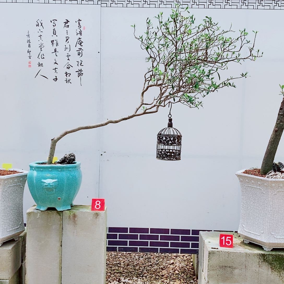 海岛栀子花一物一拍