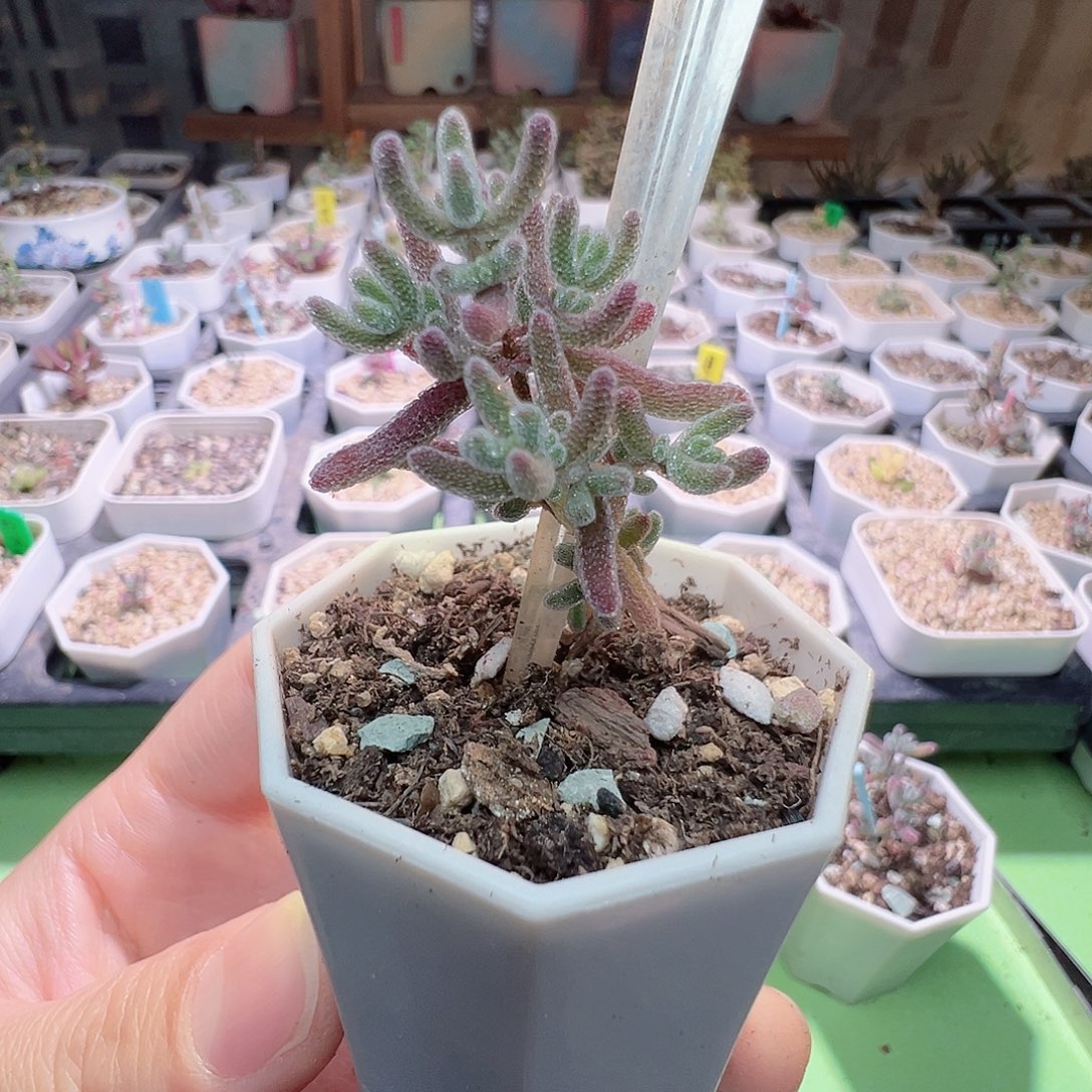 274实生粉冰晶，一年多，拍下不退不换