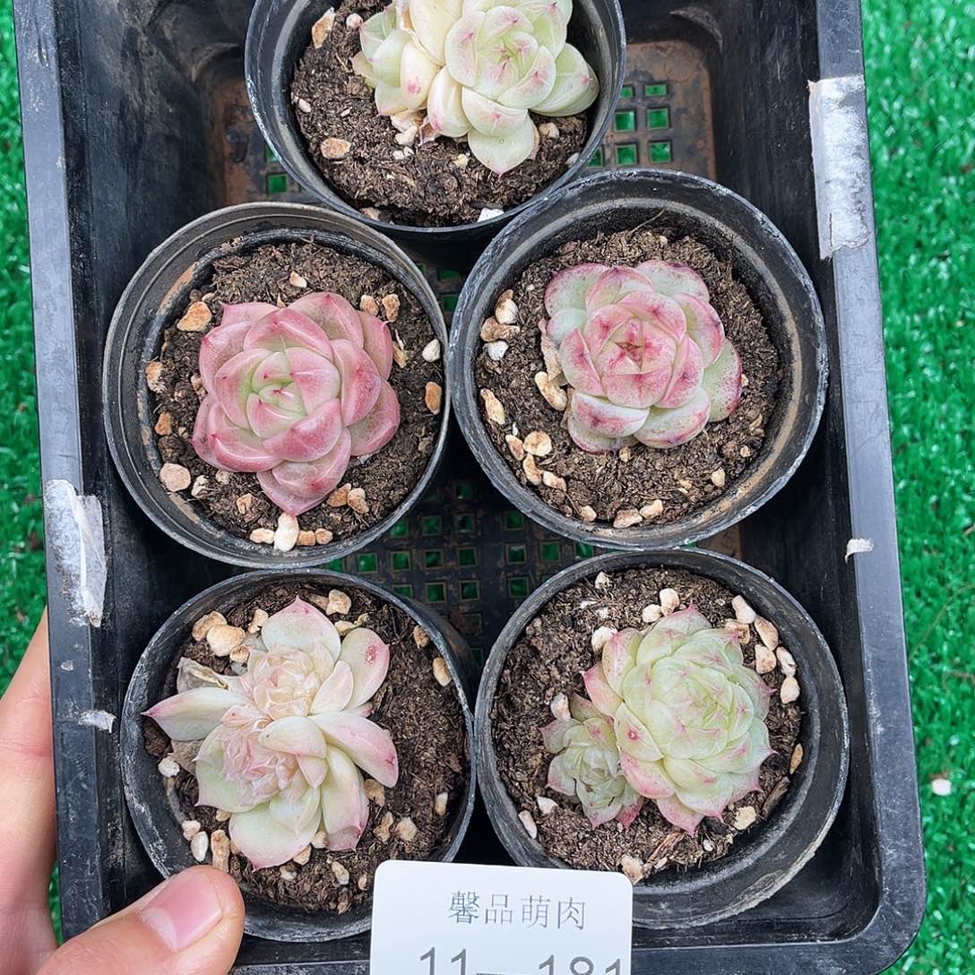 多肉一物一拍11-181