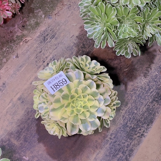 859绿豆沙多肉植物