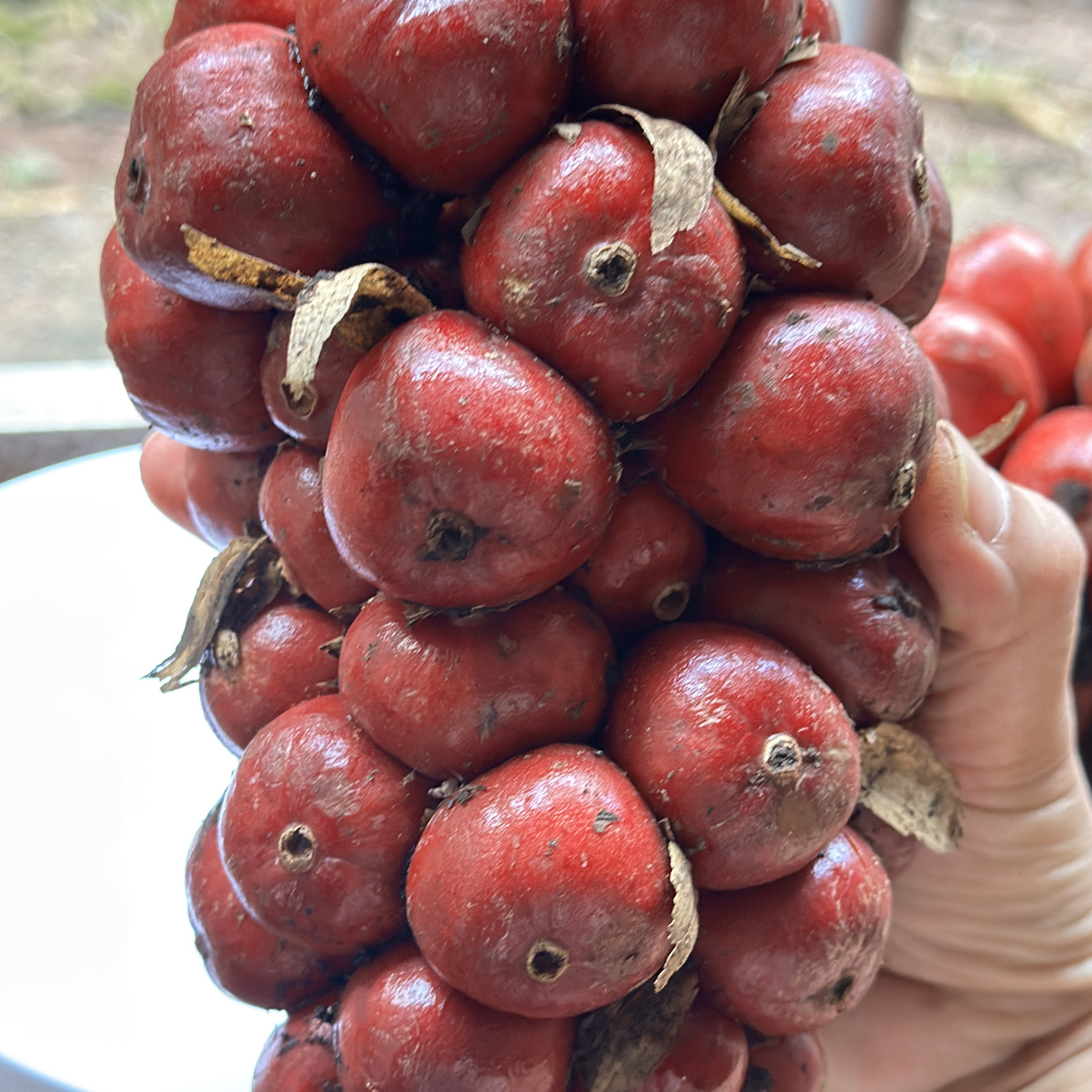 云南普洱草果 大颗粒去腥增香香料