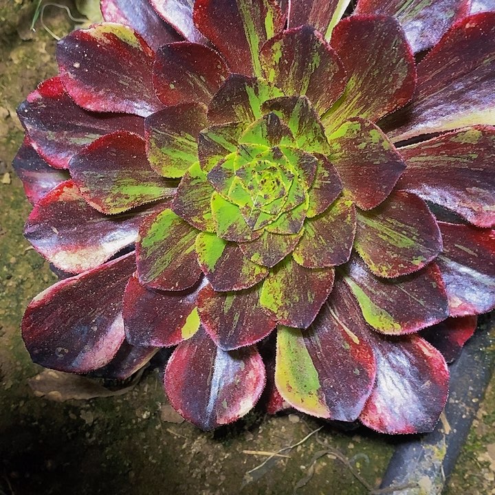 多肉植物保护研究所