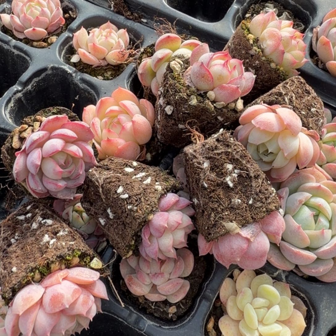 月影杂交凸起十棵量拍发货11-7左四