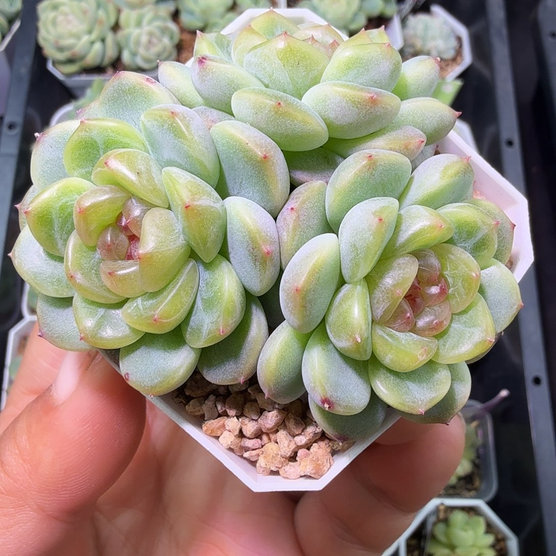 甜心三头特价一物一拍