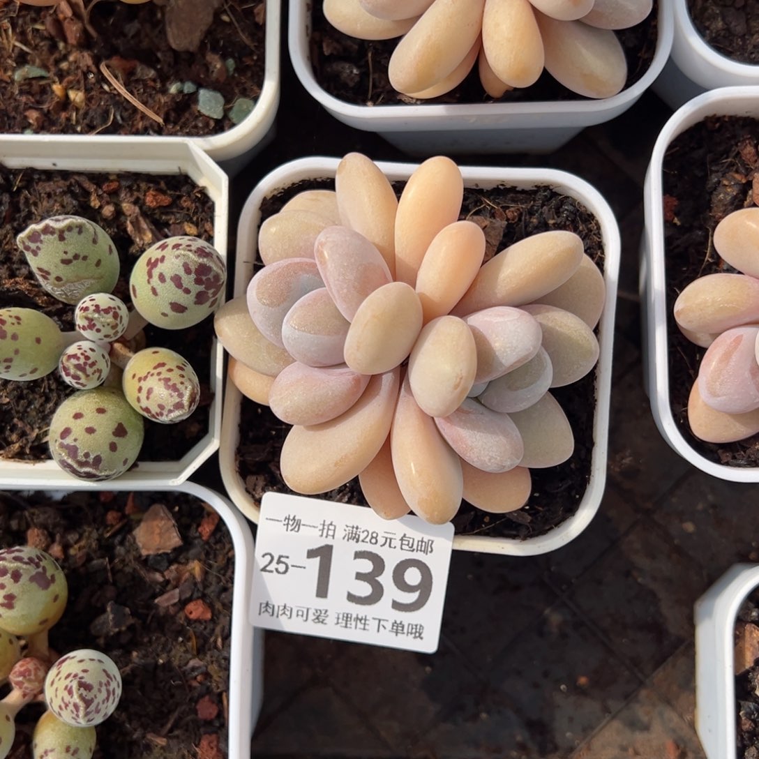 粉兔多肉多肉多肉多