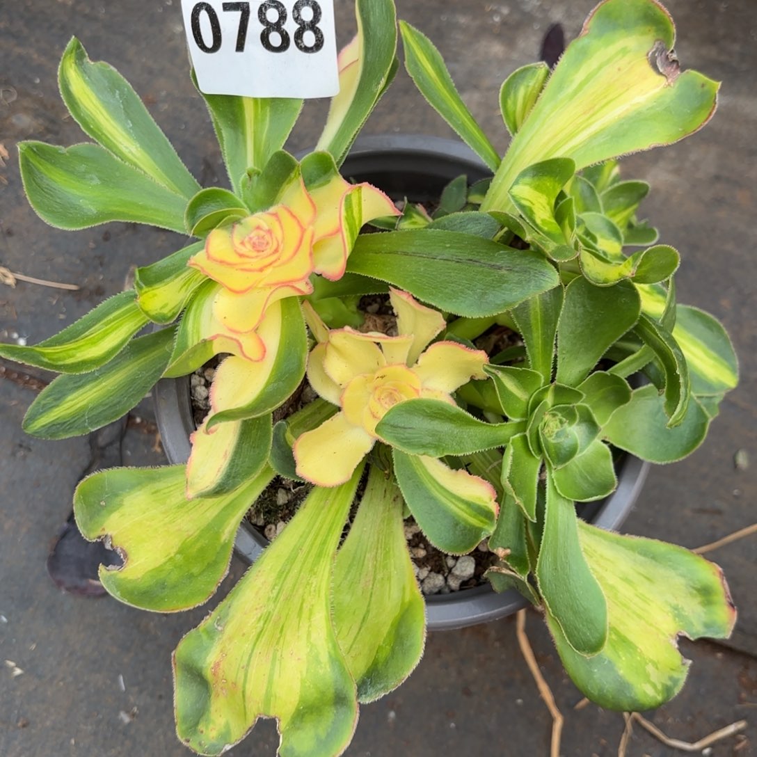 雨**虹暴君砍头丛林桩0788发货