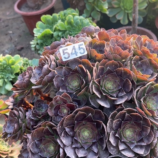 外***)多肉植物一个黑魔545